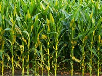 Indofood dan Miwon Kantongi Izin Impor Jagung
