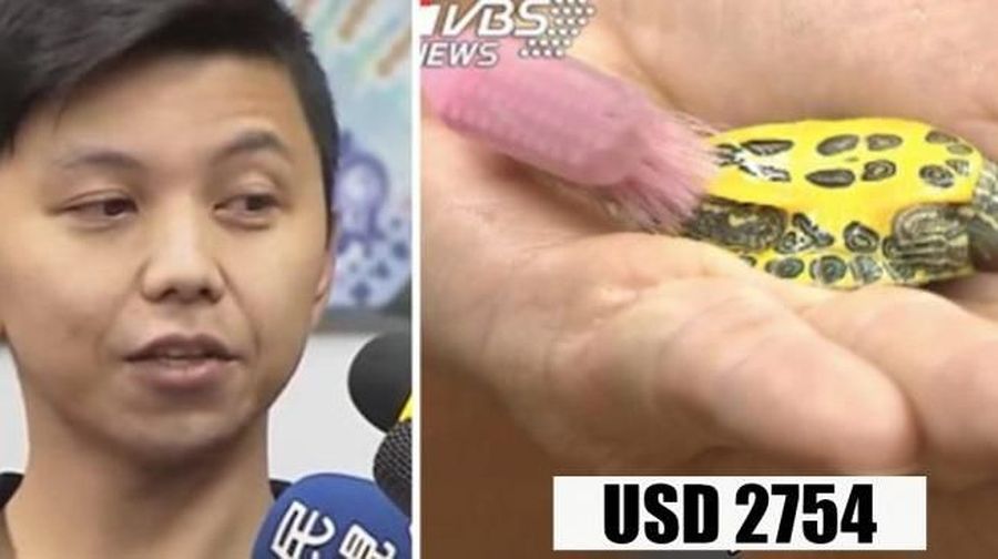 Seorang pria Taiwan menjadi viral karena digaji puluhan juta rupiah dengan pekerjaan utama yang salah satunya memandikan kura-kura