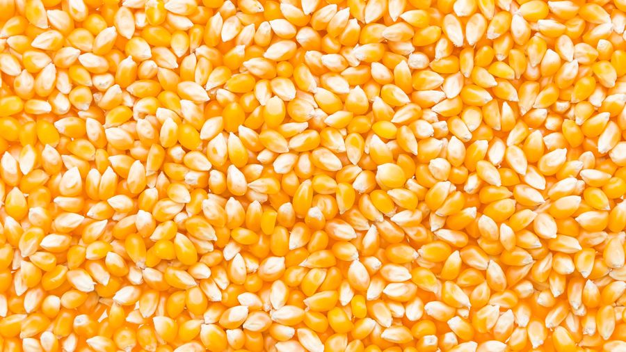 Ilustrasi Jagung