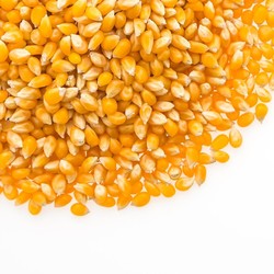 RI Surplus Tapi Impor Jagung, Ini Pandangan Pelaku Usaha