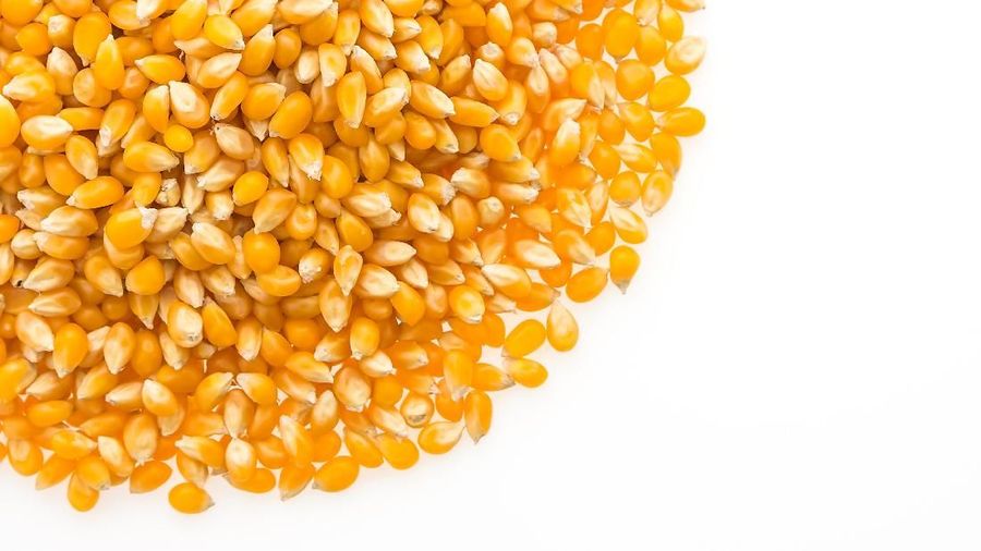 Asosiasi mengatakan idealnya impor jagung dilakukan satu bulan sebelum panen dan satu bulan setelah panen raya.