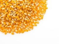 RI Surplus Tapi Impor Jagung, Ini Pandangan Pelaku Usaha