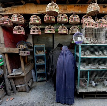 Sayap Sukacita Pasar Burung Kabul