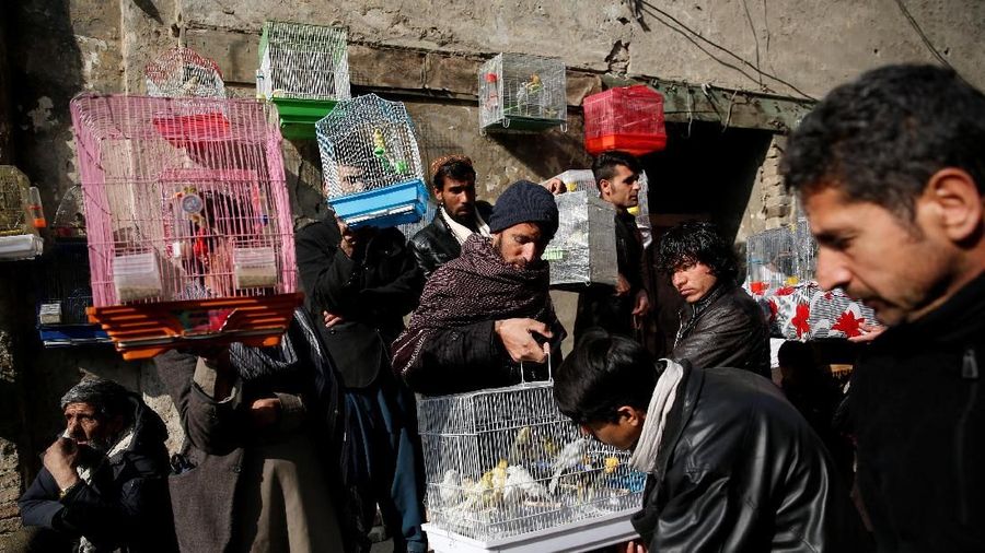 Bagi warga Kabul burung dapat membantu membawa bantuan dari tekanan kehidupan di ibukota Afghanistan, yang dilanda serangkaian serangan militan berdarah.