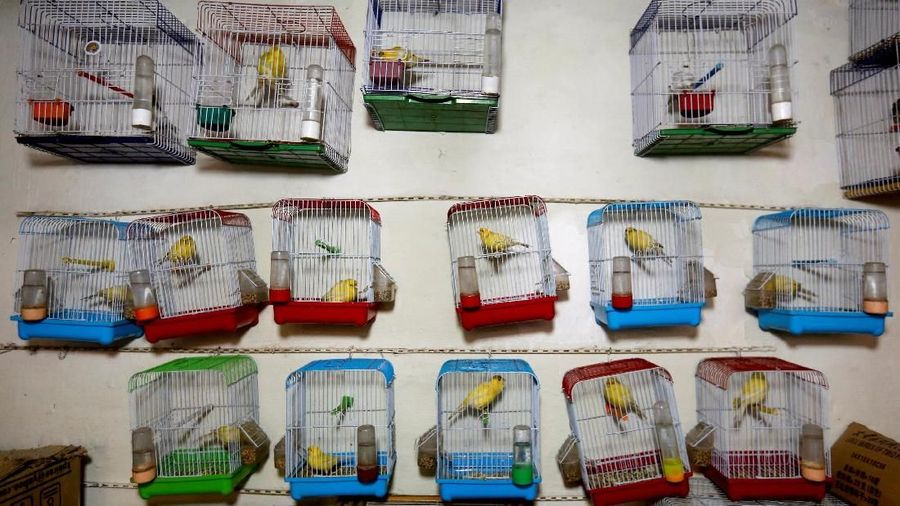 Bagi warga Kabul burung dapat membantu membawa bantuan dari tekanan kehidupan di ibukota Afghanistan, yang dilanda serangkaian serangan militan berdarah.