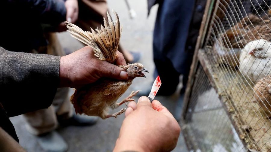 Bagi warga Kabul burung dapat membantu membawa bantuan dari tekanan kehidupan di ibukota Afghanistan, yang dilanda serangkaian serangan militan berdarah.