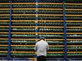 FOTO: Hutan 'Disulap' Jadi Pusat Penambangan Bitcoin