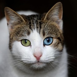 Viral, Pria Ini Tega Makan Daging Kucing untuk Obati Diabetes