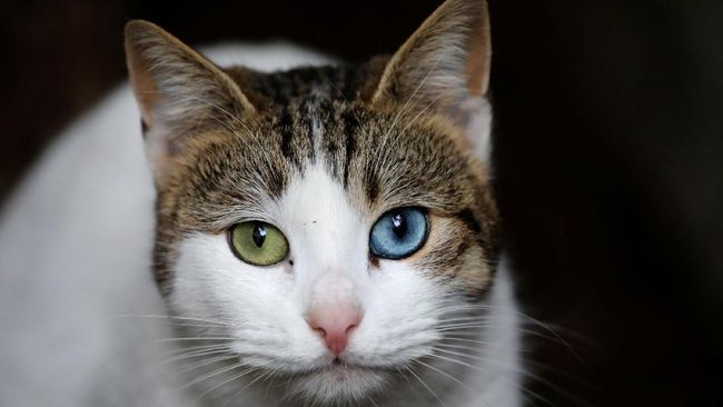 NASA Makes History with UHD Video Streaming of Cat from Space