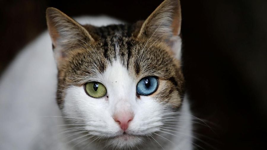 A cat stands after being fed by a local resident in Istanbul, Turkey, January 11, 2018. REUTERS/Goran Tomasevic SEARCH