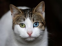 7 Manfaat Pelihara Kucing di Rumah, Sudah Terbukti Ilmiah