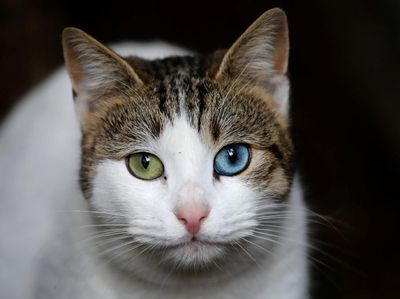 Mengapa Kucing Saling Menjilati Satu Sama Lain?
