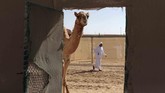 Seekor unta di Festival Warisan Sultan Bin Zayed di Sweihan, Uni Emirat Arab. (REUTERS/Christopher Pike)