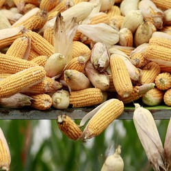 Pengumuman! Impor Jagung Dibuka, Bulog Targetkan 150.000 Ton