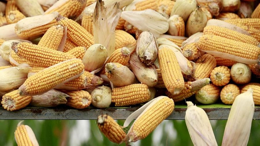 Darmin Nasution mengatakan rekomendasi impor jagung hingga 100 ribu ton diusulkan oleh Kementerian Pertanian (Kementan).