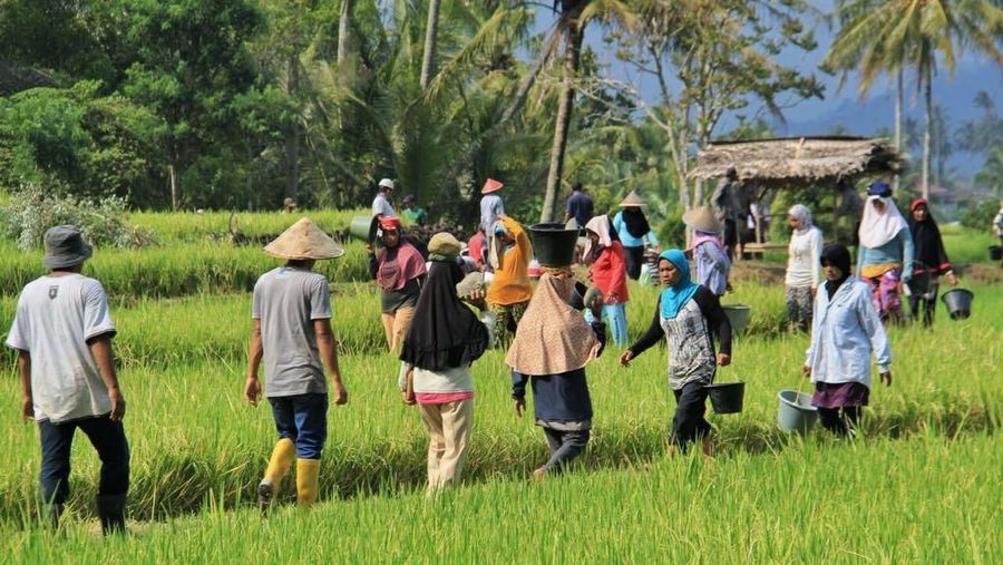 Program padat karya tunai kementerian PUPR terus bergulir, presiden Jokowi tinjau Irigasi kecil di tanah datar