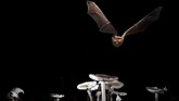 Kelelawar berkuping-tikus (Myotis myotis) ditunjukkan pada foto tak bertanggal yang diambil di Brittany, Perancis. (Olivier Farcy/Handout via REUTERS)