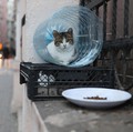 Daftar Negara yang Masih Mengonsumsi Daging Kucing