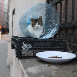 Daftar Negara yang Masih Mengonsumsi Daging Kucing