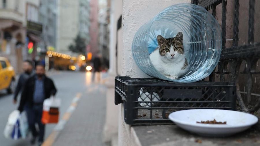 A cat lies in a shelter made from a water bottle in Istanbul, Turkey, January 2, 2018. REUTERS/Goran Tomasevic SEARCH