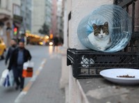 Daftar Negara yang Masih Mengonsumsi Daging Kucing