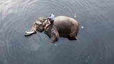 Seorang pawang memandikan gajahnya di air tercemar sungai Yamuna yang berlokasi di New Delhi, India. (REUTERS/Adnan Abidi)