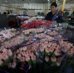 Hari Valentine Jadi Berkah Bagi Pengangguran di Kolombia