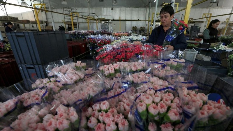 Kolombia menjadi salah satu negara terbesar yang penyuplai bunga di Hari Valentine, salah satunya negara tujuannya ialah Amerika Serikat dan Kanada.