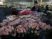 Hari Valentine Jadi Berkah Bagi Pengangguran di Kolombia