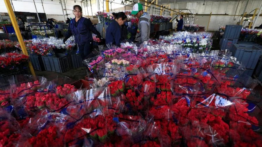 Karyawan mengatur karangan bunga untuk diekspor ke luar negeri, menjelang Hari Valentine, di Discovery Farm di Facatativa, Kolombia 8 Februari 2018. REUTERS / Jaime Saldarriaga