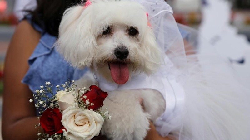 Jelang valentine, pemilik anjing di Peru merias hewan peliharaannya untuk dikawinkan.