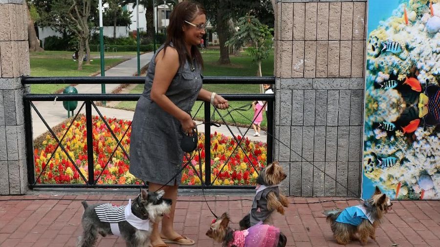 Jelang valentine, pemilik anjing di Peru merias hewan peliharaannya untuk dikawinkan.