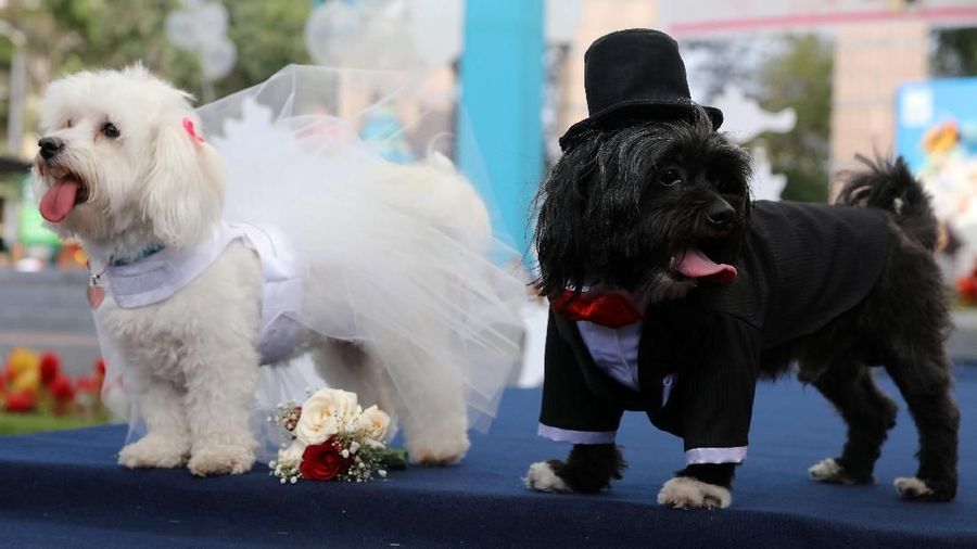 Jelang valentine, pemilik anjing di Peru merias hewan peliharaannya untuk dikawinkan.