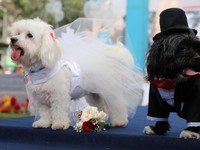 Mengintip Pernikahan Anjing Jelang Valentine di Peru