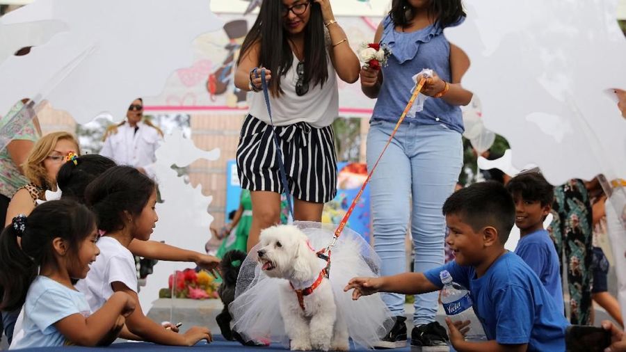 Jelang valentine, pemilik anjing di Peru merias hewan peliharaannya untuk dikawinkan.
