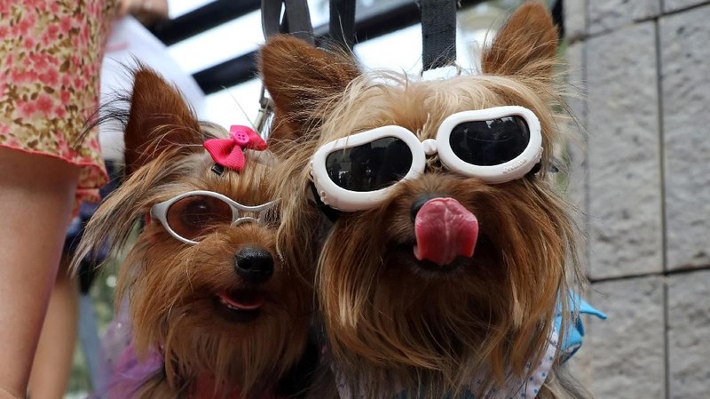 Jelang valentine, pemilik anjing di Peru merias hewan peliharaannya untuk dikawinkan.