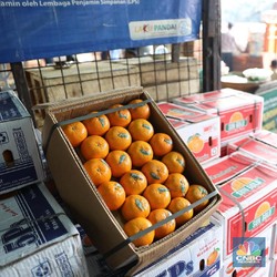 Mendag: Tidak Ada Permintaan Impor Jeruk Mandarin Asal China