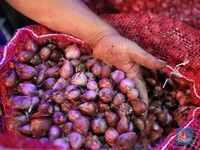 Beberapa Harga Pangan di Pasar Induk Hari Ini Turun