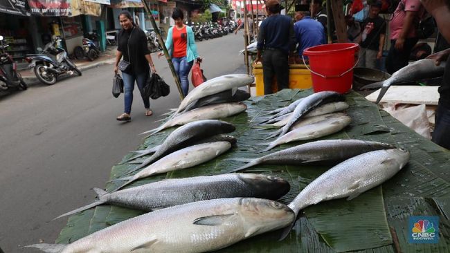 10 Ikan Ini Mengandung Merkuri Tinggi, Orang RI Suka Makan