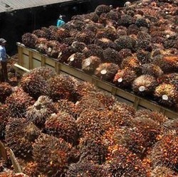 Terapkan BBM dari Sawit, RI Sudah Hemat Rp 120,5 Triliun!