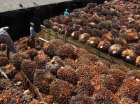 Harga CPO Turun 1,88% dalam Seminggu Terakhir
