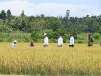 Presiden Tinjau Program Padat Karya Tunai