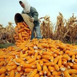 Pemerintah Mau Borong Jagung 1 Juta Ton dari Petani, Segini Harganya