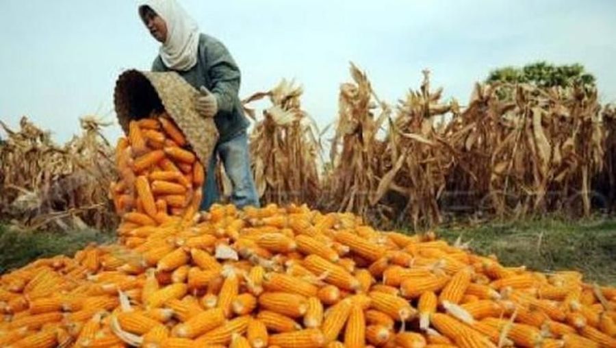 RI memutuskan untuk mengimpor jagung maksimal 100.000 ton.