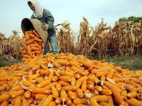 Di Depan DPR, Peternak Ayam 'Teriak' Harga Jagung Terus Naik