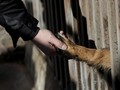 MUI soal Wanita Cadar Rawat Anjing: Kasih Sayang Ajaran Islam