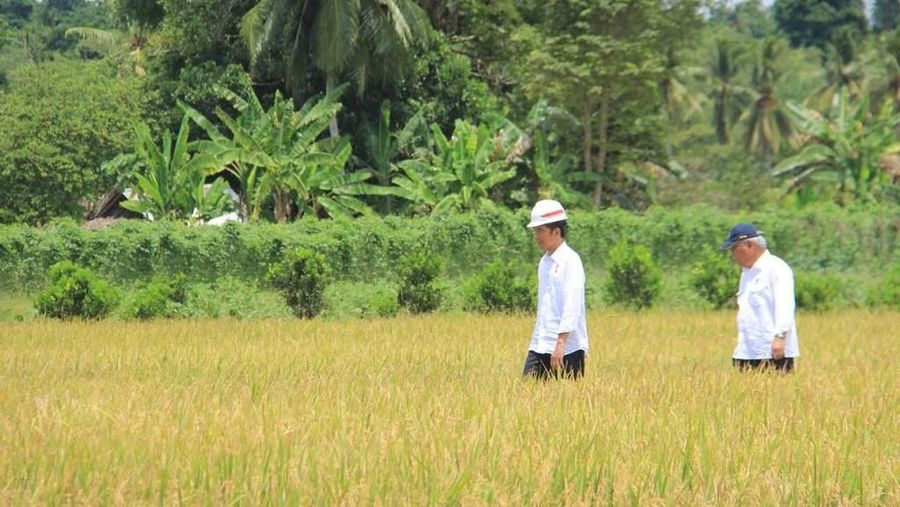Presiden Tinjau Program Padat Karya Tunai di Seram Bagian Barat.