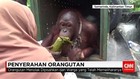 Cerita Haru Penyerahan Orangutan Peliharaan Warga
