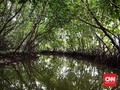 Hutan Mangrove Tongke-Tongke Mulai Bersolek