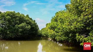 Timbunan Sampah di Muara Angke Segera Jadi Hutan Mangrove